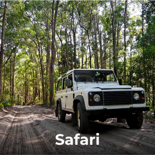 Safari
